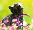 Nom du fichier : catavatar100.jpg
Poids du fichier : 4Ko
Dimensions : 150x140
Ajouté le : Mar 19, 2006 catavatar100.jpg