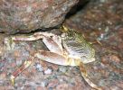 Nom du fichier : crabe_des_rochers.jpg
Poids du fichier : 70Ko
Dimensions : 300x219
Ajouté le : Jan 24, 2008 crabe_des_rochers.jpg