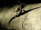 Nom du fichier : lézard.jpg
Poids du fichier : 63Ko
Dimensions : 300x216
Ajouté le : Jan 24, 2008 lézard.jpg
