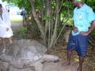 tortue_géante_terrestre.jpg